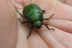 アオドウガネ