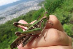 クルマバッタ