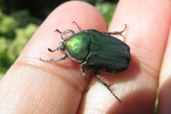 アオハナムグリ