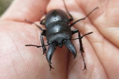 ノコギリクワガタ