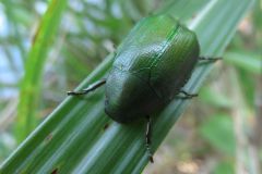 アオドウガネ