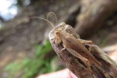 マツムシモドキ
