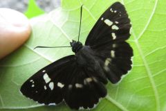 ダイミョウセセリ