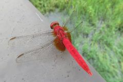 ショウジョウトンボ
