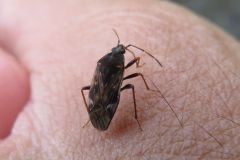 チャイロナガカメムシ
