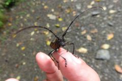 ヒゲナガカミキリ