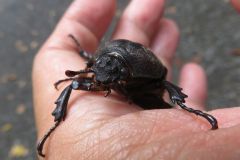 カブトムシ