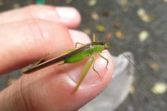 セスジササキリモドキ