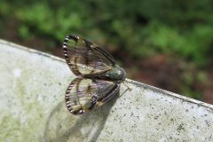 スケバハゴロモ