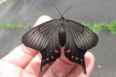 アゲハモドキ