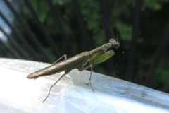 ヒメカマキリ
