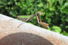 ヒメカマキリ