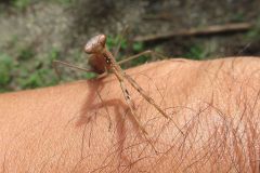 コカマキリ