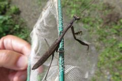 コカマキリ