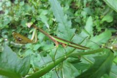 オオカマキリ
