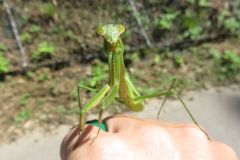 オオカマキリ