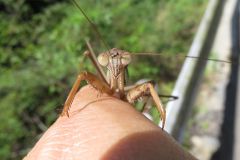 オオカマキリ