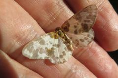 ユウマダラエダシャク