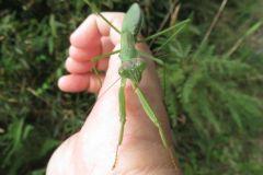 オオカマキリ