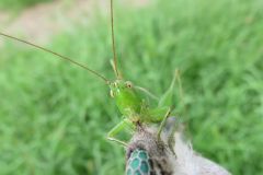 オナガササキリ