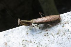 ヒメカマキリ