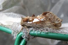 ウスイロギンモンシャチホコ