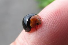 ムネアカオオクロテントウ