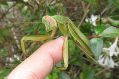 オオカマキリ