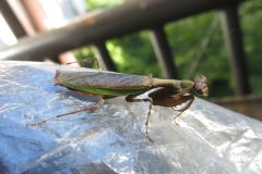 ヒメカマキリ