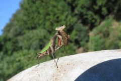 ヒメカマキリ