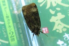 キシタミドリヤガ