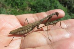 コカマキリ