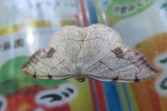 クロズウスキエダシャク