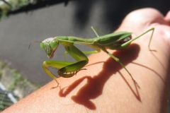 オオカマキリ