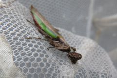 ヒメカマキリ