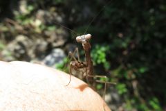コカマキリ