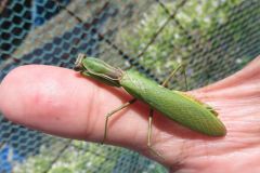 ハラビロカマキリ