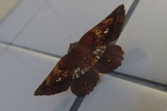 キバラエダシャク