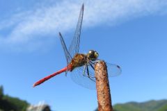 マユタテアカネ