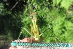 オオカマキリ