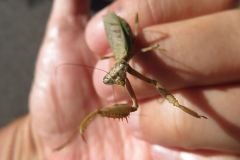 ヒメカマキリ