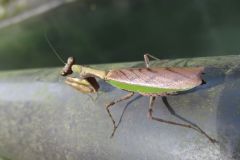 ヒメカマキリ