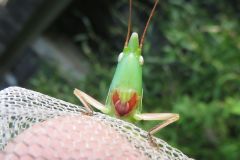 クビキリギス