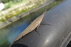 オンブバッタ