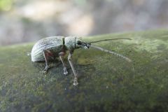 オオクチブトゾウムシ