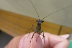 ヒメカマキリ