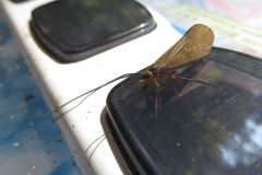 ホタルトビケラ
