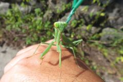 ムネアカハラビロカマキリ