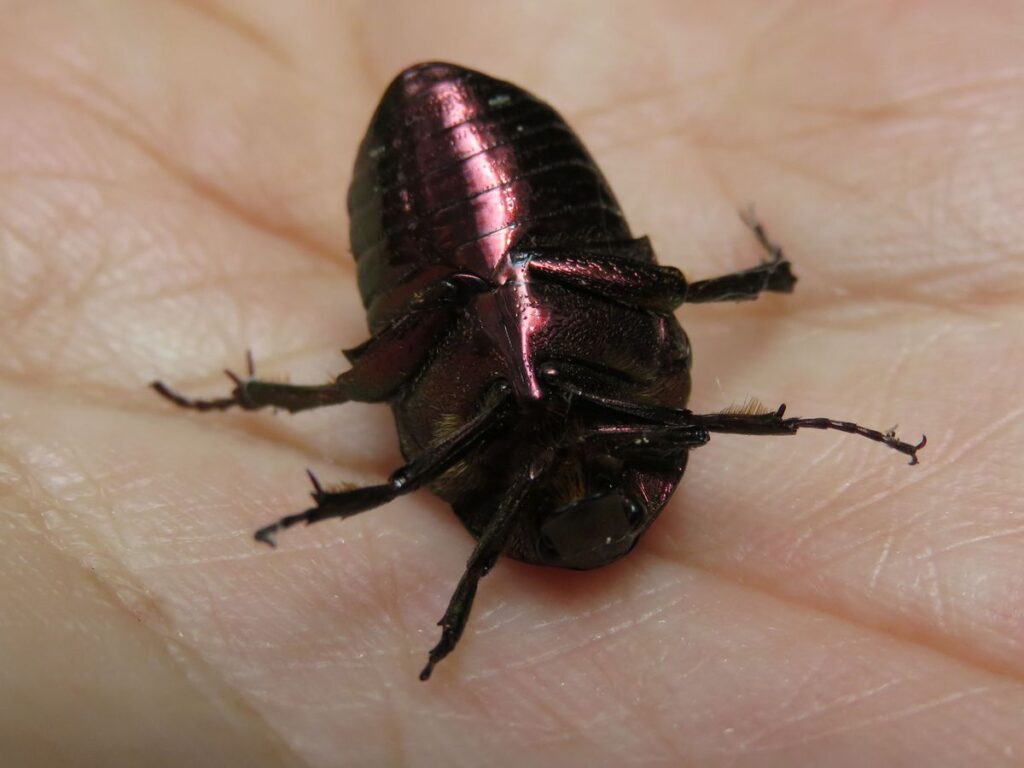 アオハナムグリ