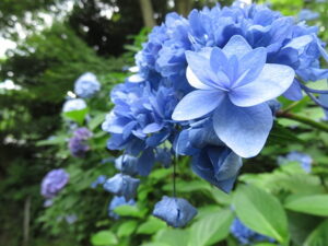 今日のむしむし220625-蹴上-吉田山